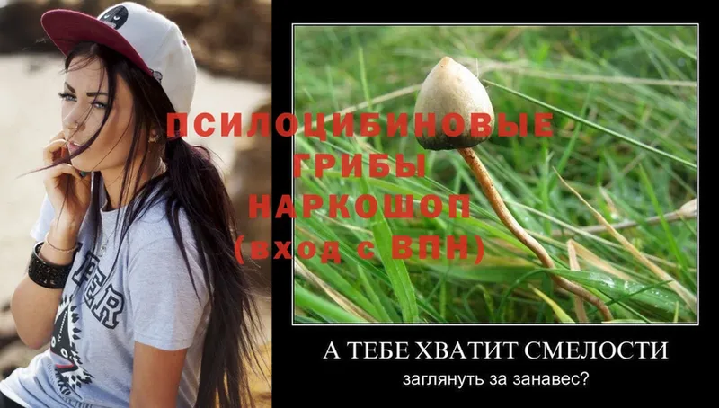 Псилоцибиновые грибы Psilocybe Куса